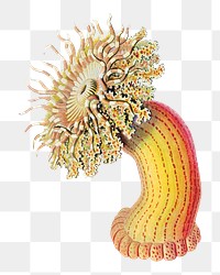 Haeckel Actiniae png, marine life illustration by Ernst Haeckel, transparent background. Remixed by rawpixel.