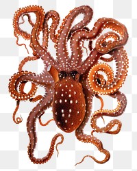 White-spotted Octopus png, vintage animal illustration, transparent background. Remixed by rawpixel.