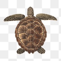 Tortoise png, vintage animal illustration by James Heath, transparent background. Remixed by rawpixel.