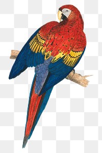 Red and Yellow Macaw png, vintage bird illustration, transparent background. Remixed by rawpixel.