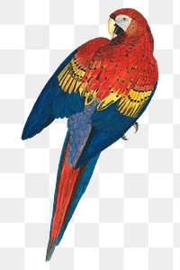 Red and Yellow Macaw png, vintage bird illustration, transparent background. Remixed by rawpixel.