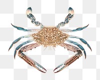 Blue crab png, vintage sea animal illustration by Luigi Balugani, transparent background. Remixed by rawpixel.