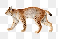 Lynx png watercolor illustration element, transparent background. Remixed from vintage artwork by rawpixel.