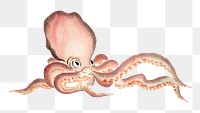 Octopus png watercolor illustration element, transparent background. Remixed from vintage artwork by rawpixel.