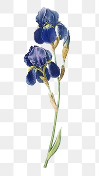 Blue flower png watercolor illustration element, transparent background. Remixed from vintage artwork by rawpixel.