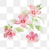 Mallow flower png watercolor illustration element, transparent background. Remixed from vintage artwork by rawpixel.