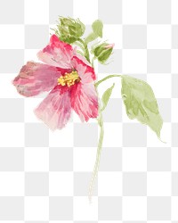 Mallow flower png watercolor illustration element, transparent background. Remixed from vintage artwork by rawpixel.