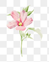 Mallow flower png watercolor illustration element, transparent background. Remixed from vintage artwork by rawpixel.