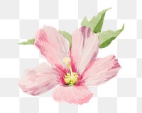 Mallow flower png watercolor illustration element, transparent background. Remixed from vintage artwork by rawpixel.