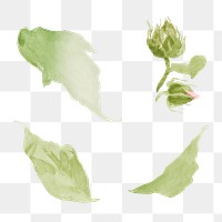 Green leaves png watercolor illustration element, transparent background. Remixed from vintage artwork by rawpixel.
