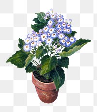 Potted flower png illustration element, transparent background. Remixed from Josephine L Reichmann artwork, by rawpixel.
