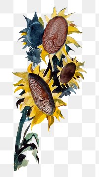 Sunflowers png watercolor illustration element, transparent background. Remixed from Robert Johnson artwork, by rawpixel.