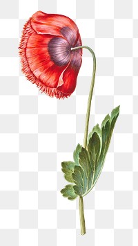 Poppy flower png watercolor illustration element, transparent background. Remixed from Maria Sibylla Merian artwork, by rawpixel.