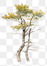 Tree png watercolor illustration element, transparent background. Remixed from Friedrich Carl von Scheidlin artwork, by rawpixel.