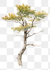 Tree png watercolor illustration element, transparent background. Remixed from Friedrich Carl von Scheidlin artwork, by rawpixel.