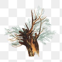 Tree png watercolor illustration element, transparent background. Remixed from vintage artwork by rawpixel.