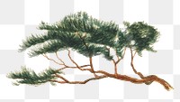 Tree branch png watercolor illustration element, transparent background. Remixed from vintage artwork by rawpixel.