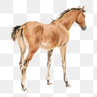 Horse foal png watercolor illustration element, transparent background. Remixed from John Frederick Tayler artwork, by rawpixel.