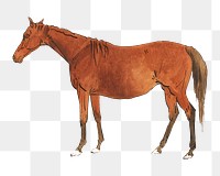 Brown horse png watercolor illustration element, transparent background. Remixed from Sawrey Gilpin artwork, by rawpixel.