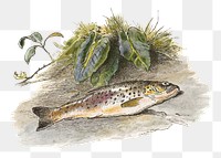 Dead fish png watercolor illustration element, transparent background. Remixed from Alfred W Cooper artwork, by rawpixel.