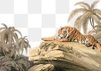 Tiger resting png watercolor border, transparent background. Remixed from Samuel Howitt artwork, by rawpixel.