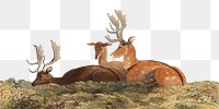 Fallow deer png watercolor border, transparent background. Remixed from vintage artwork by rawpixel.