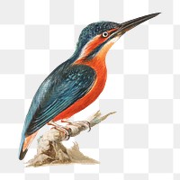 Kingfisher bird png watercolor illustration element, transparent background. Remixed from Thomas Atwood artwork, by rawpixel.