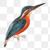 Kingfisher bird png watercolor illustration element, transparent background. Remixed from Thomas Atwood artwork, by rawpixel.