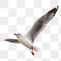 PNG seagull bird, collage element, transparent background