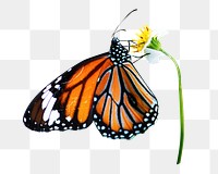 PNG butterfly, collage element, transparent background