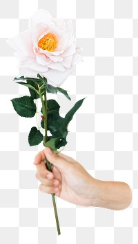 PNG rose flower, collage element, transparent background