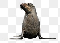 Sea lion png, design element, transparent background