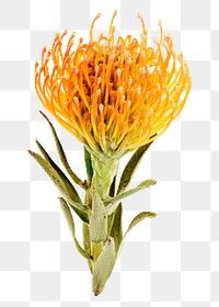 Orange flower png element, transparent background