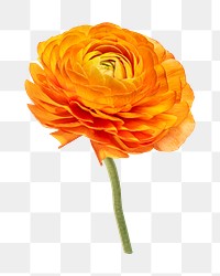 PNG Bright orange ranunculus flower, collage element on transparent background