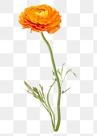 PNG Bright orange ranunculus flower, collage element on transparent background