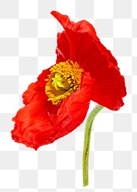 PNG poppy flower, collage element, transparent background