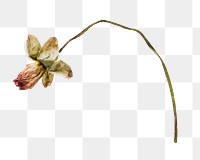 Dried poppy flower png,  transparent background