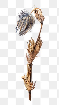 Dried blue png thistle flower, transparent background