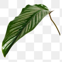 Calathea Ornata leaf png on transparent background 