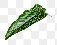 Calathea Ornata leaf png on transparent background 