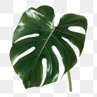 Monstera plant png on transparent background 