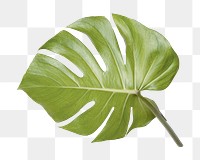 Monstera plant png on transparent background 