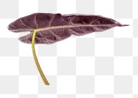 Elephant ear leaf  png on transparent background 