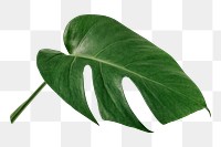 Monstera plant png on transparent background 