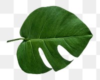 Monstera plant png on transparent background 