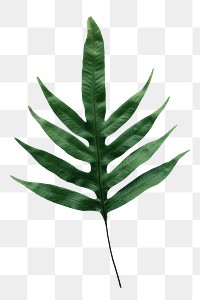 Doryopteris nobilis leaf png on transparent background 