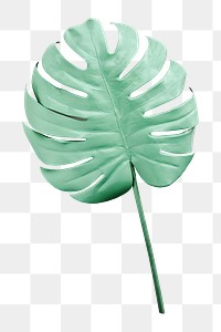 Monstera leaf png on transparent background 