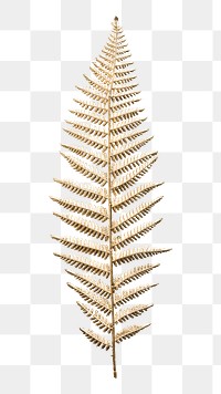 Leatherleaf fern png plant on transparent background