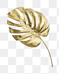 Png golden monstera leaf on transparent background