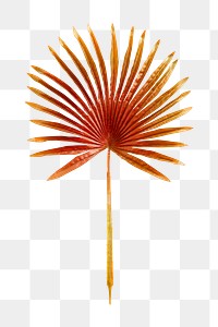 PNG Red dyed palm leaf sticker, transparent background